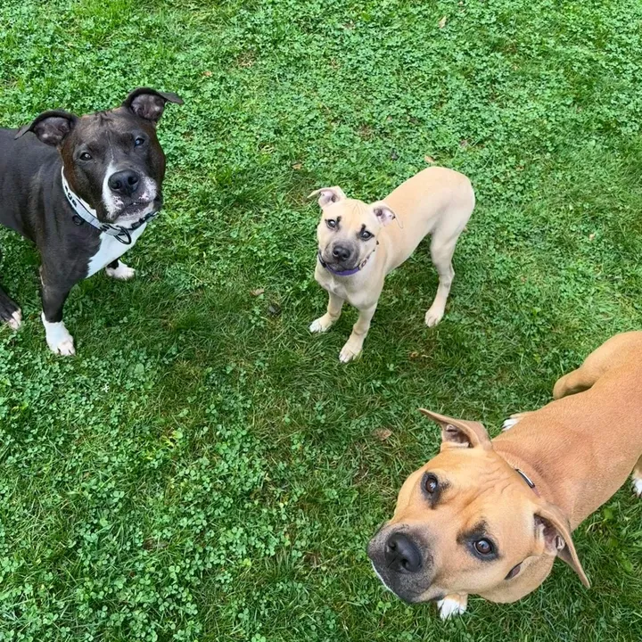 theterriersquad