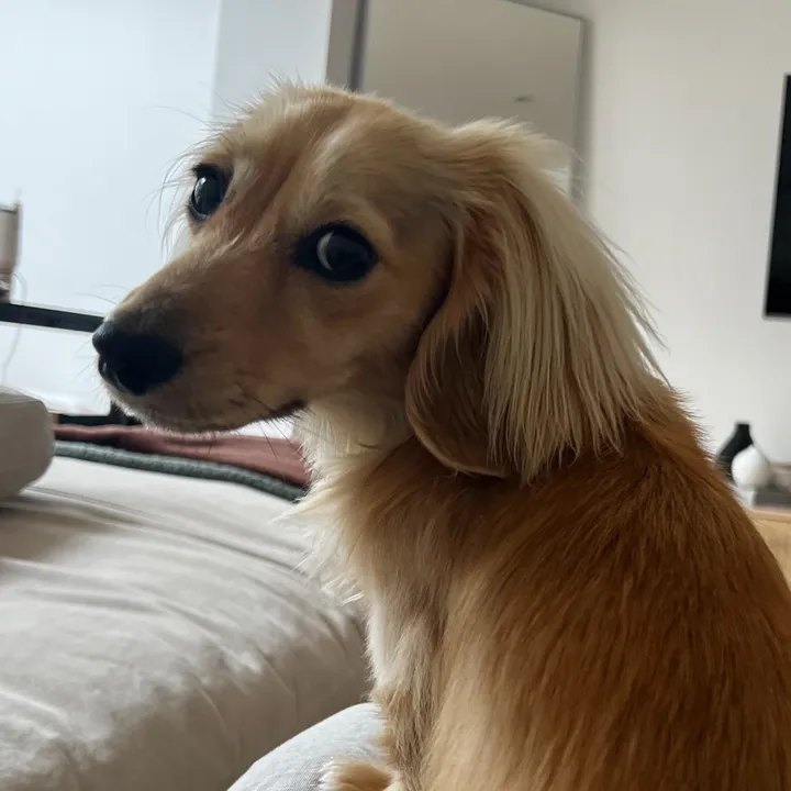 @wolfietheween