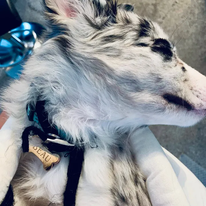 @a.dognamed.beau