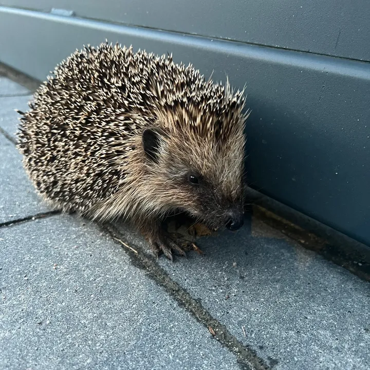 ogureksiedem6