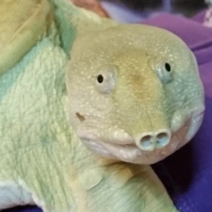 barrythesoftshellturtle