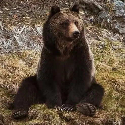 wojtek.markaufpl