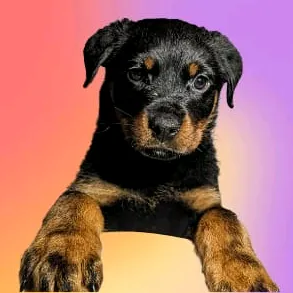 rio_rottweiler