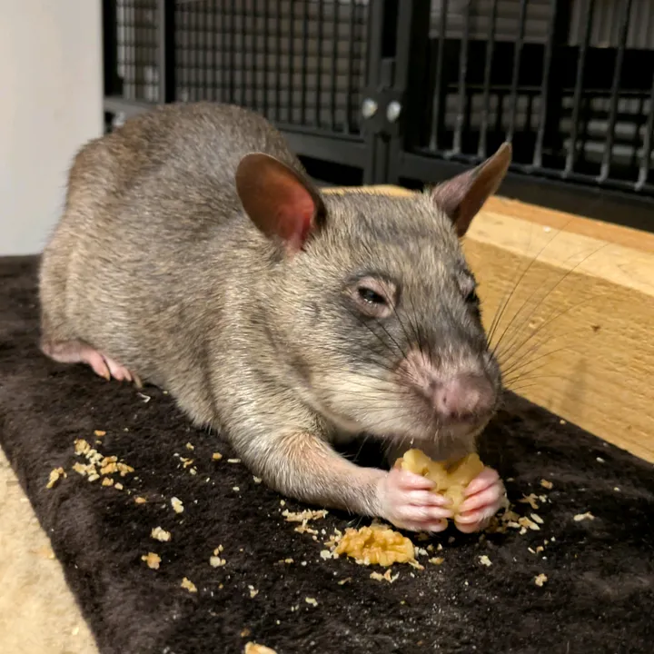 ratocalypse