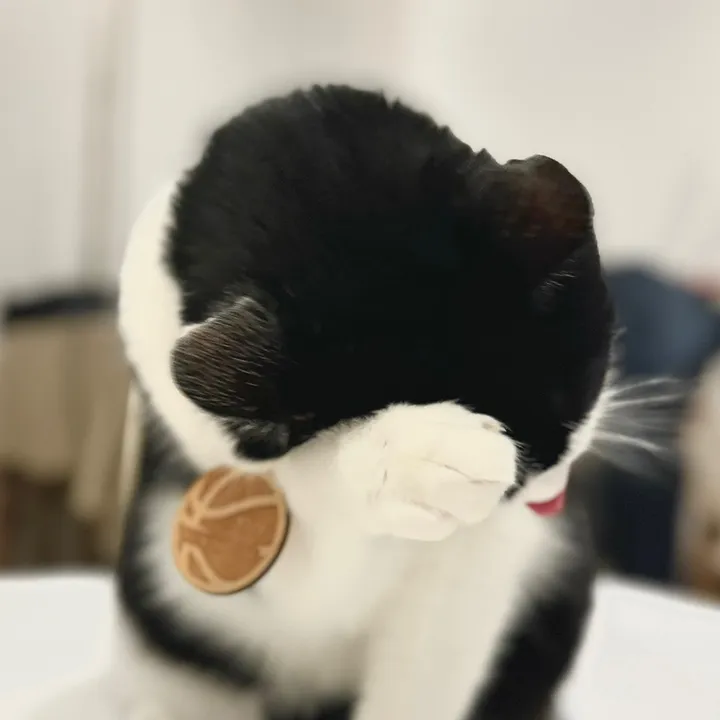 @kobethekitty