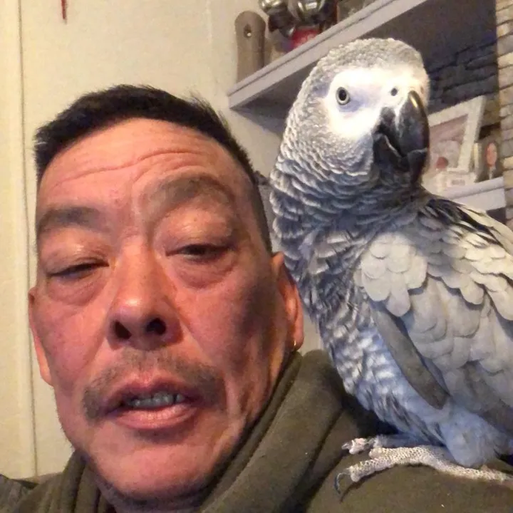 normanandmissytheparrot