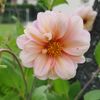 labellefleur70