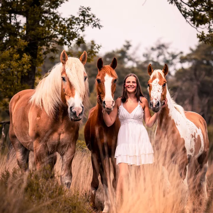 belgischetrekpaarden