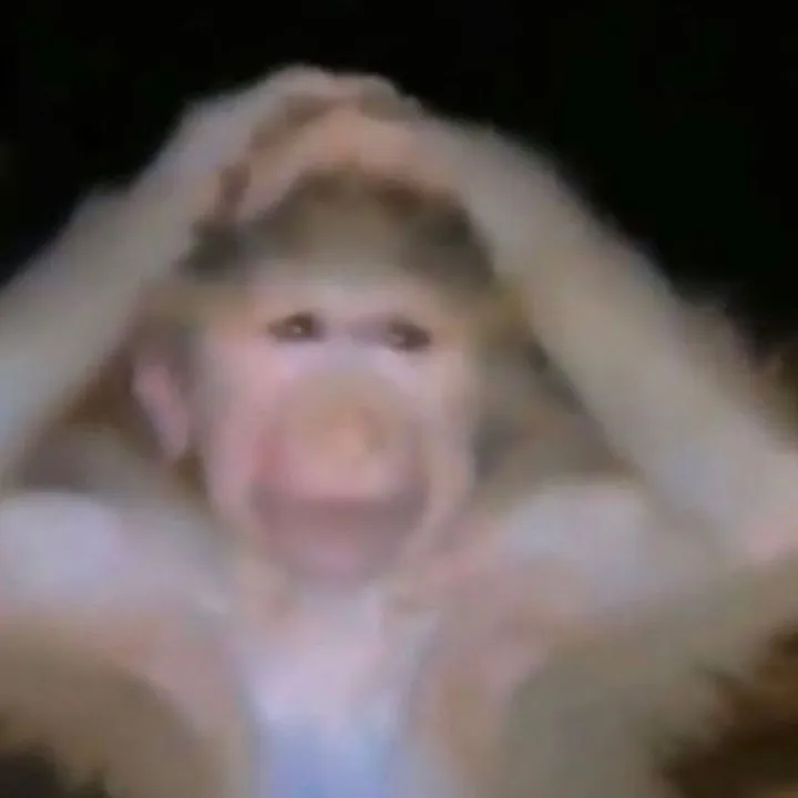 cutestd0ll