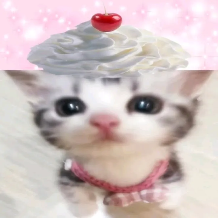 .dollyviez