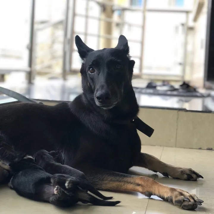@mothersheila_dogtv