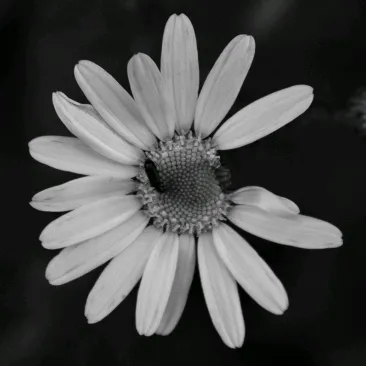 @alwaysanisimov