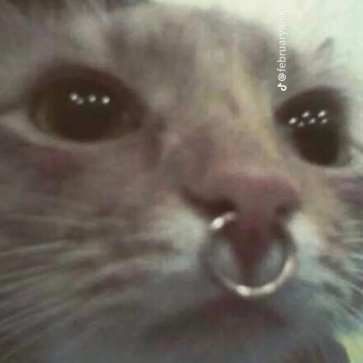 gerbr1ellla