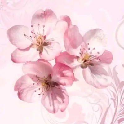 @herbstmas.filoo