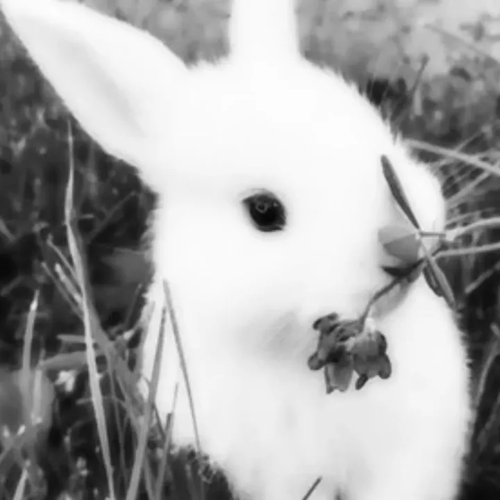 umbrabunni