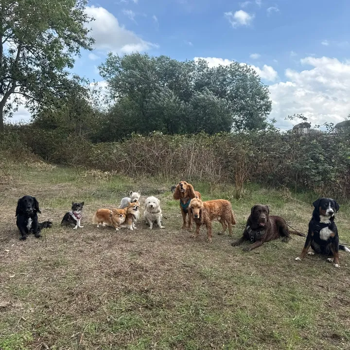 dogwalk78