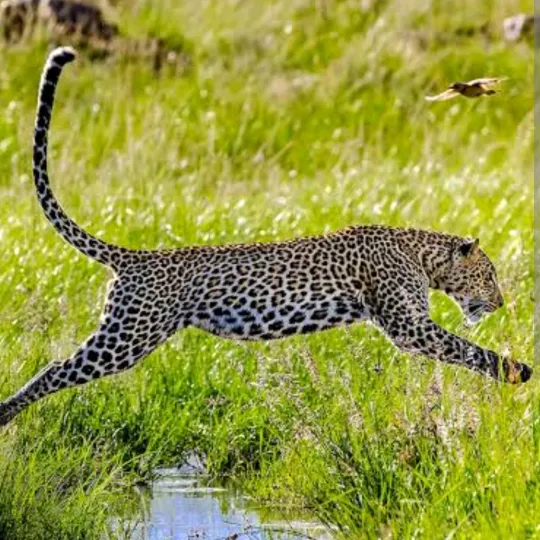 2024leopard
