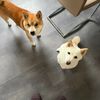akihiro.yuki6
