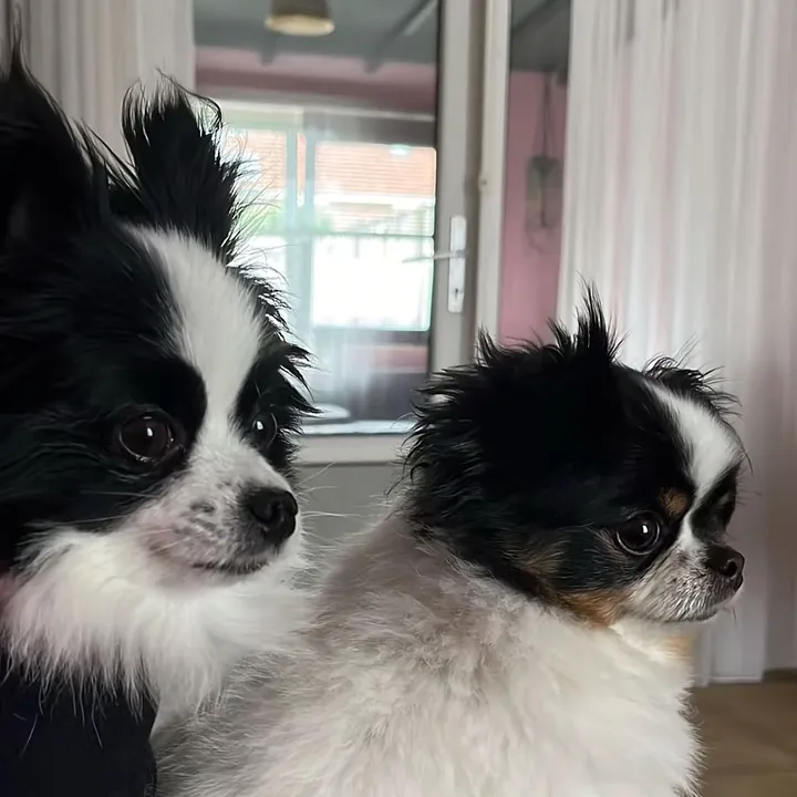 @optyfen
