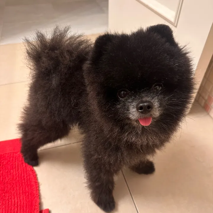 pomeranian_iru_madrid