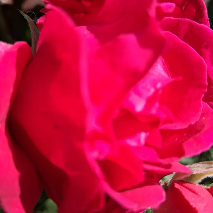 lillyfee._10