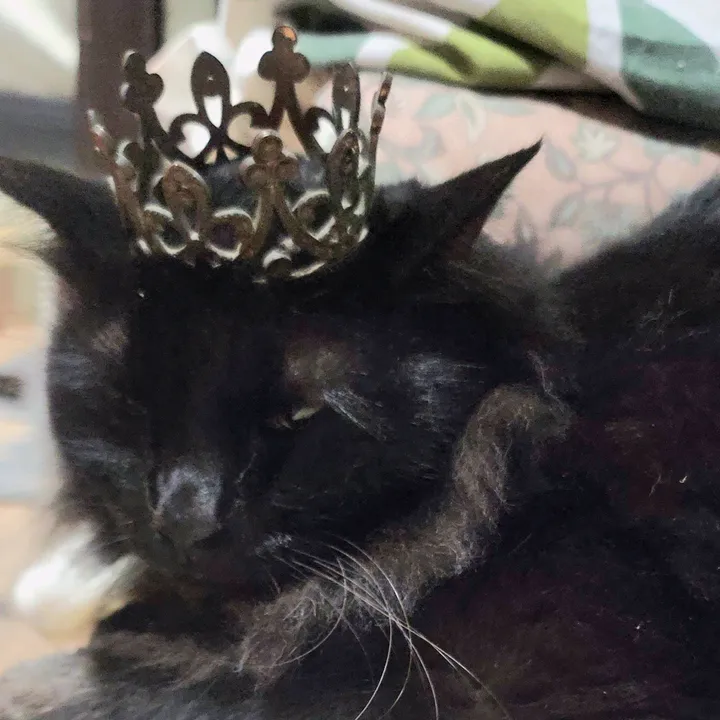 @crazycatme