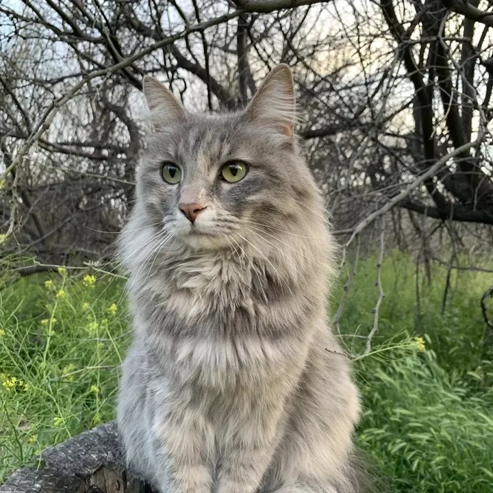 @sunny_pawz0