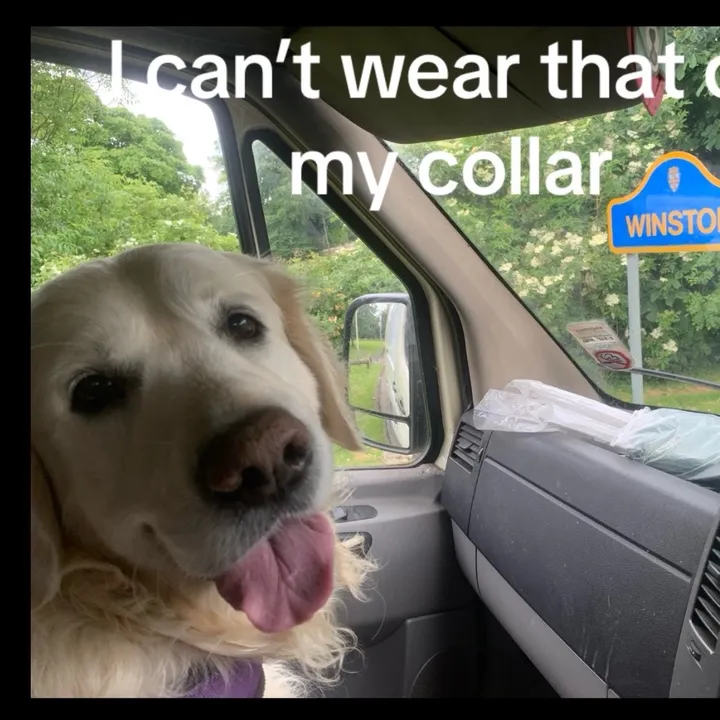 winston.the.polar