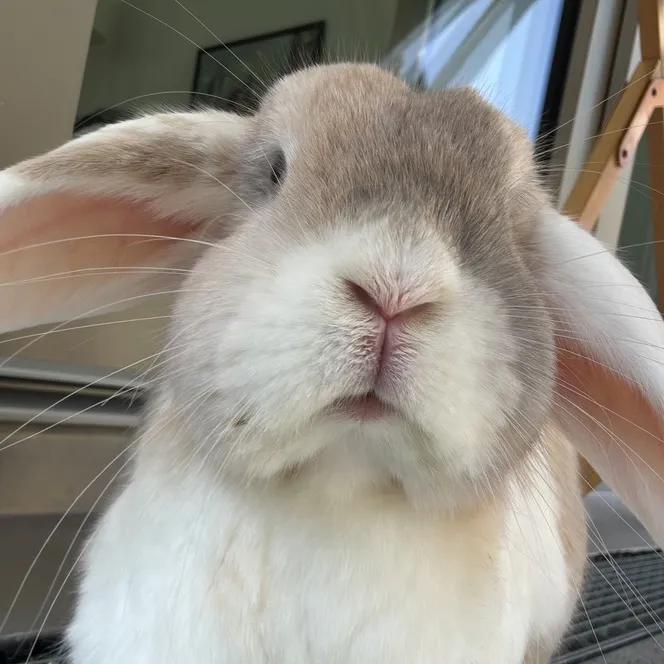 @bunsyco