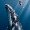 whale.life.in.oce