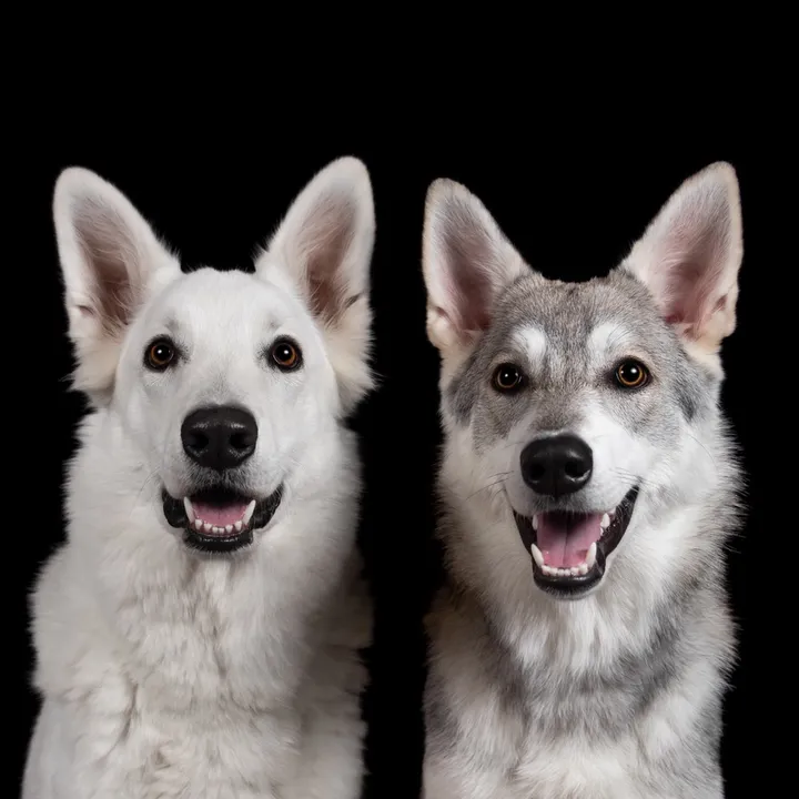 wannabe.wolves