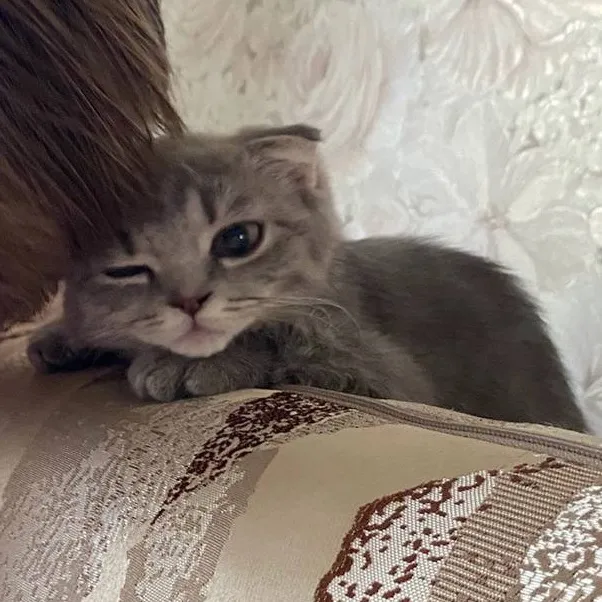 mollycatsik