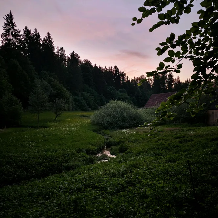 @local_forest_dweller