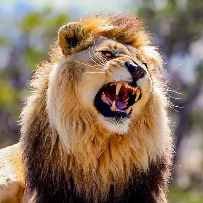 @wildlife.911