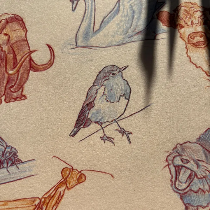alinasdrawing