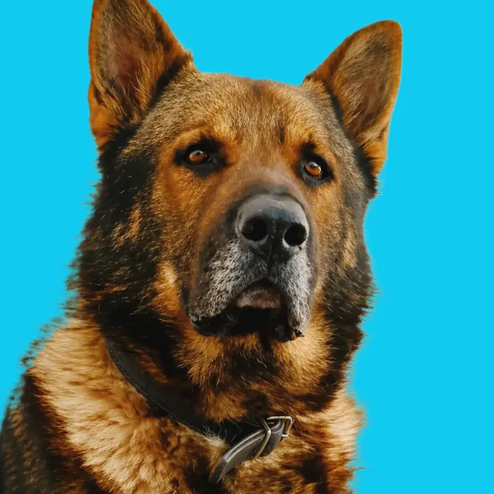 deutscher_schaeferhund