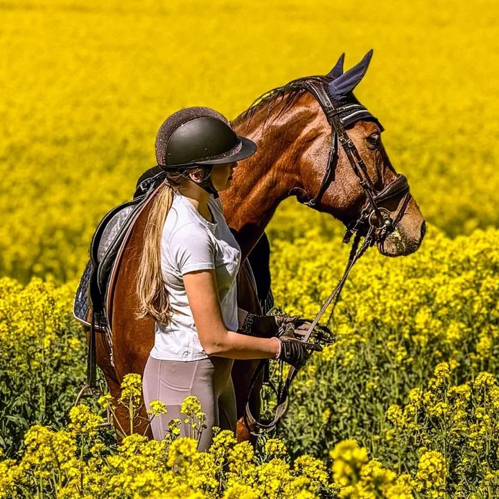 tophorse.aj