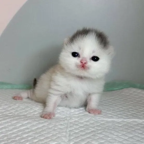 kittpidd