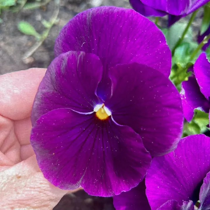 floare_de_mai02