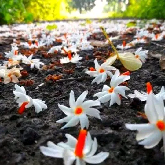 flower.lady.s