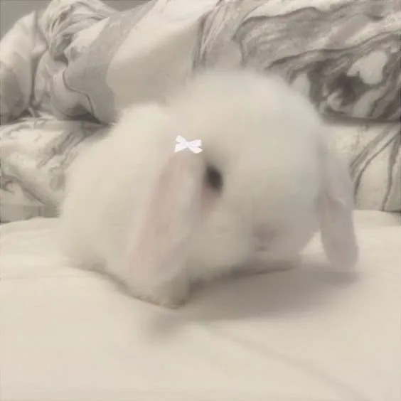 littlepearlbunny