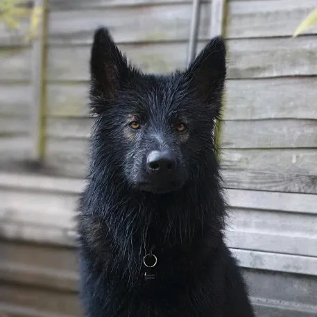 baloo_boy_gsd
