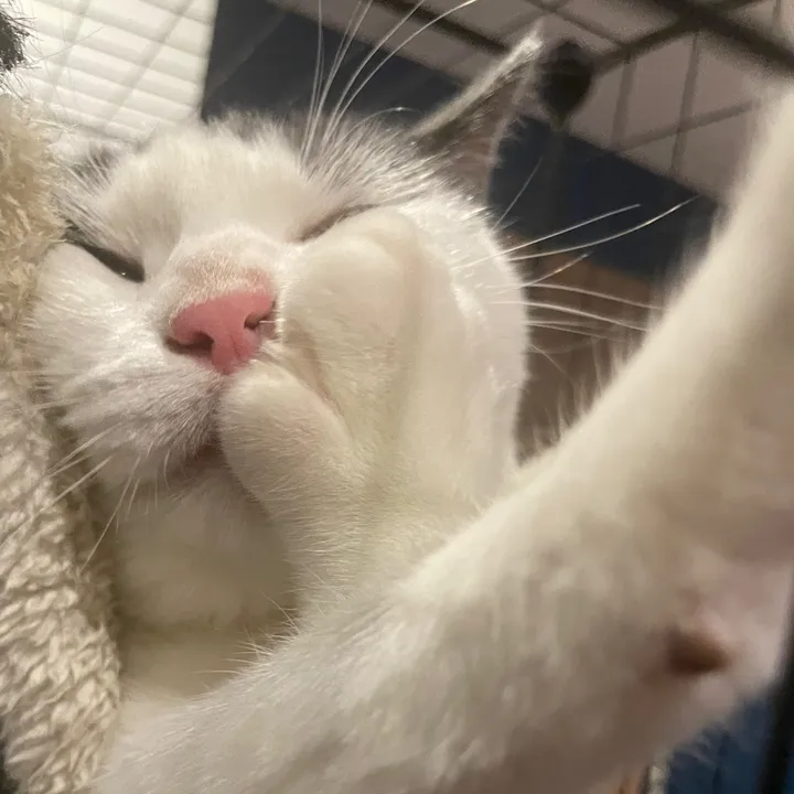 ronnie_the_cat_be