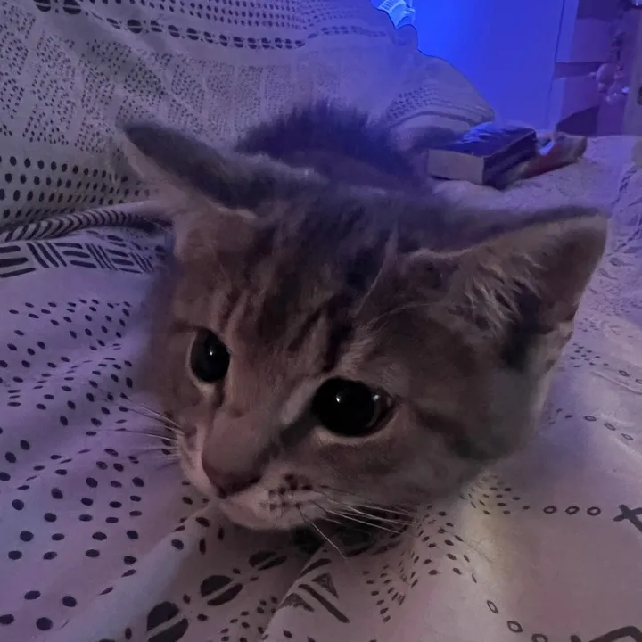 ghost_the_cat_