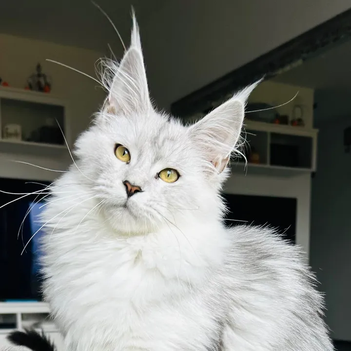 @wilderregenbogencattery