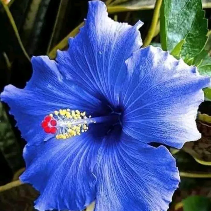 jannayat