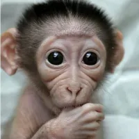 babymonkeypuka
