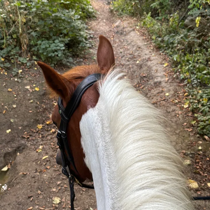 @lottievlogs_horses