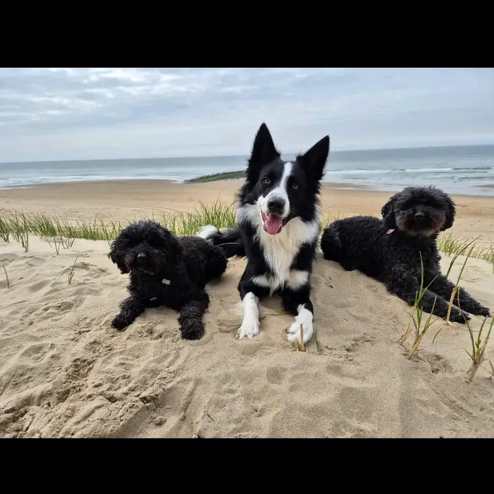 dreamteam.agility
