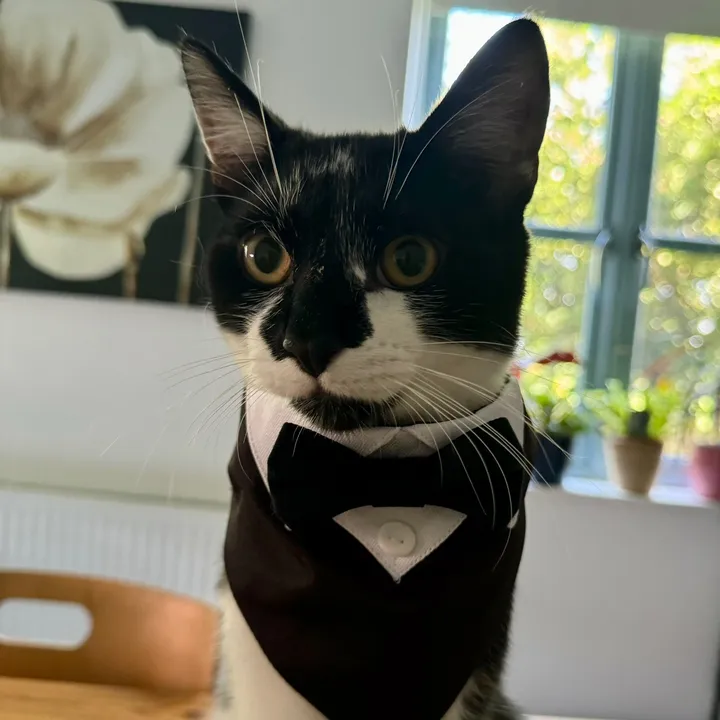 chibi.the.cat4